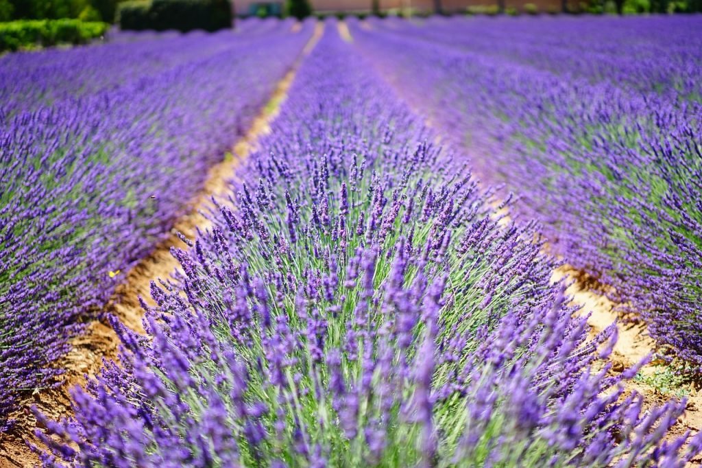 De ce este necesară cultivarea unor plante medicinale şi nu este suficientă flora spontană