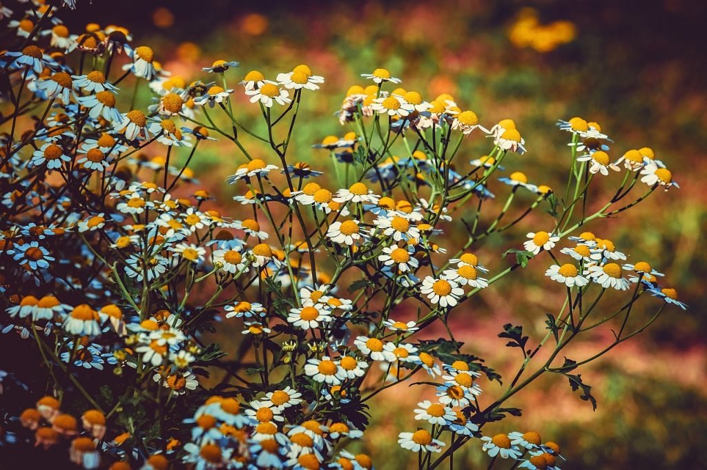 Istoricul utilizării plantelor medicinale