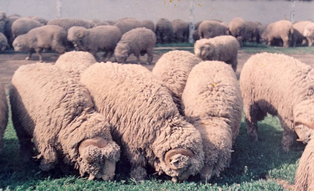 Rasa de oi Merinos de Palas