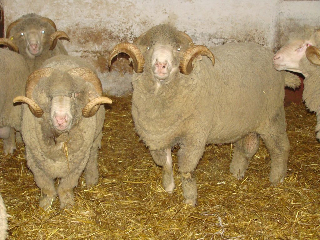 Rasa de oi Merinos de Transilvania