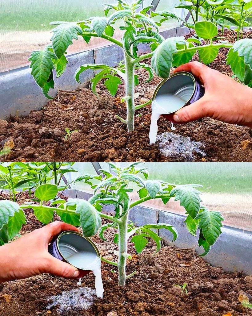Elixirul creșterii plantelor: puterea drojdiei de panificație în grădinărit