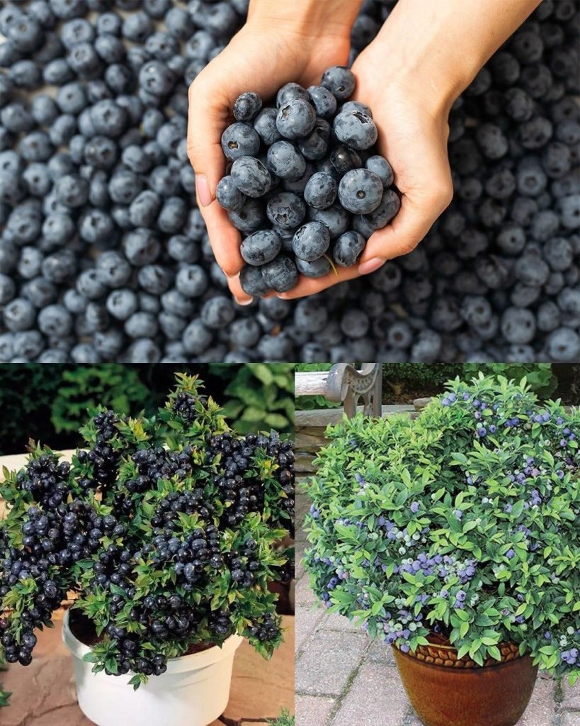 Secretul cultivării afine în ghivece: Ghidul complet pentru a transforma casa într-o grădină a aromelor!