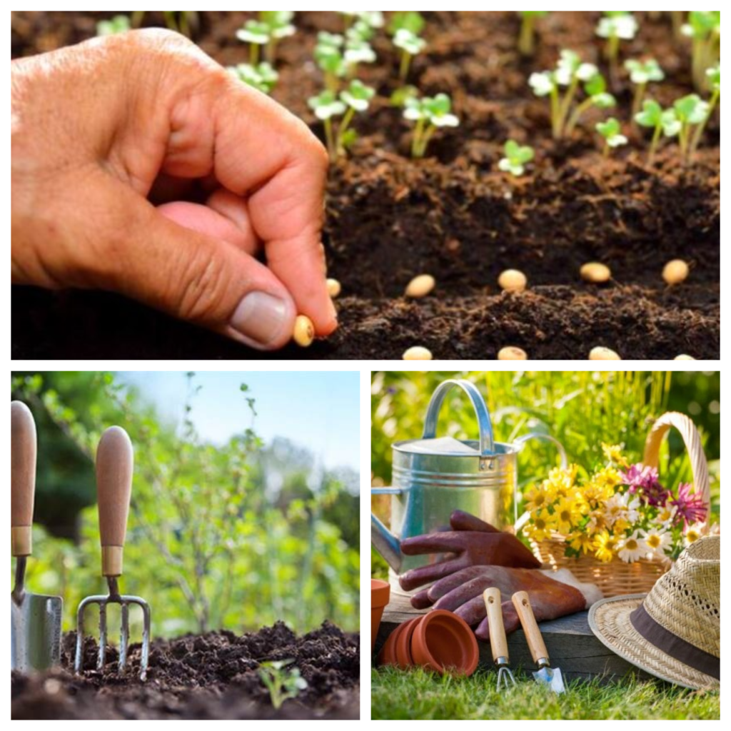 Trucurile grădinarilor pentru o recoltă bogată. Ce plante poti cultiva incepand din Martie