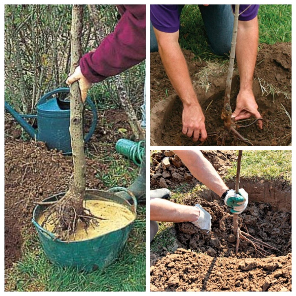 Cum se planteaza un copac. Asigura-te ca vei planta copacul potrivit la locul potrivit.