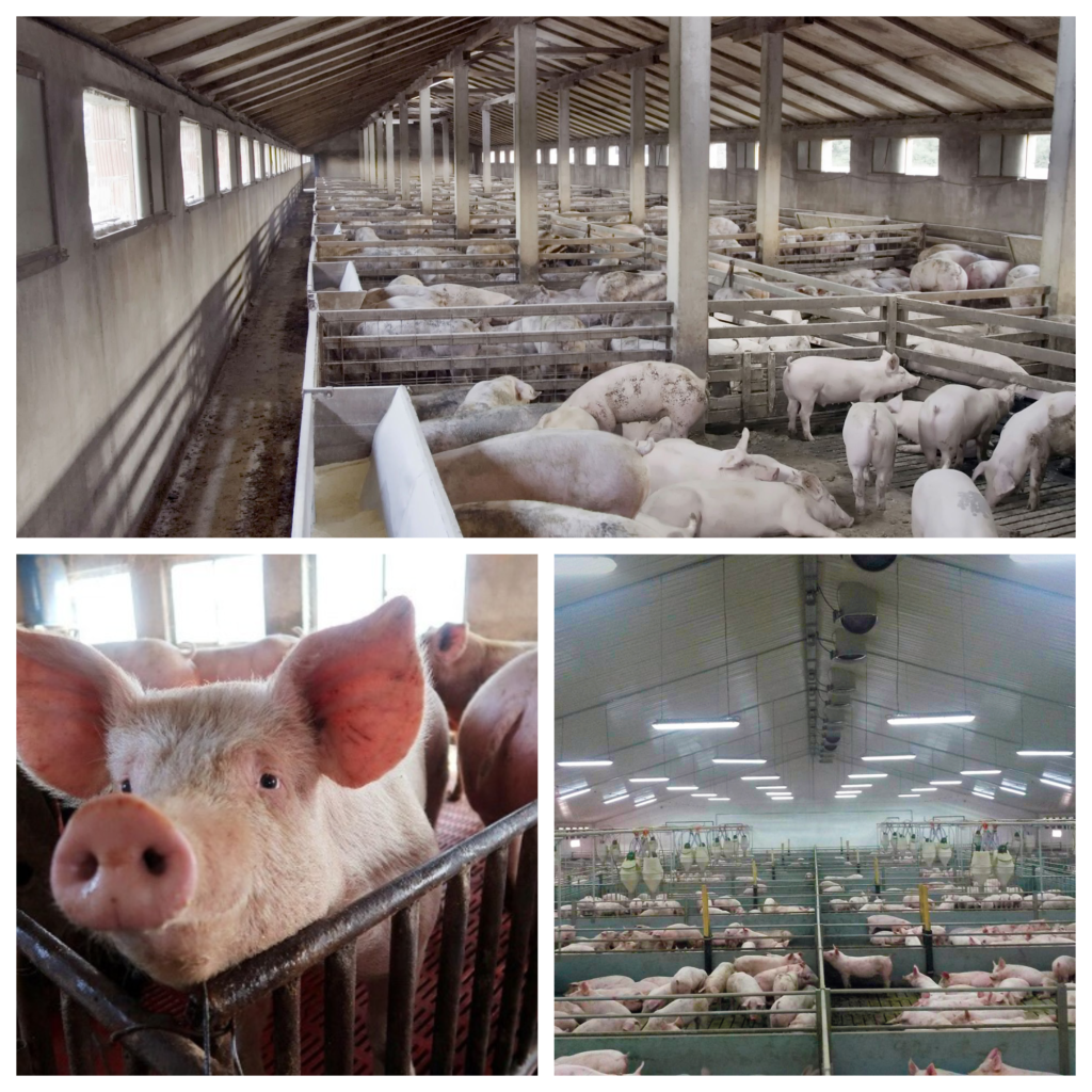 Cea mai mare fermă de porci din Europa se construiește în România. Investiția e 100% românească