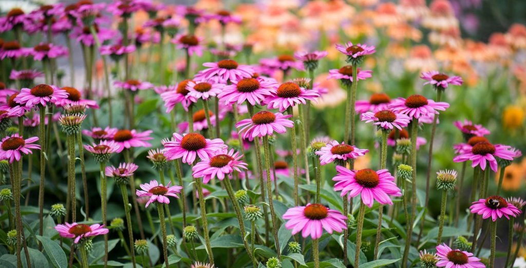 Echinacea: Planta Minune pentru Sănătate și Imunitate