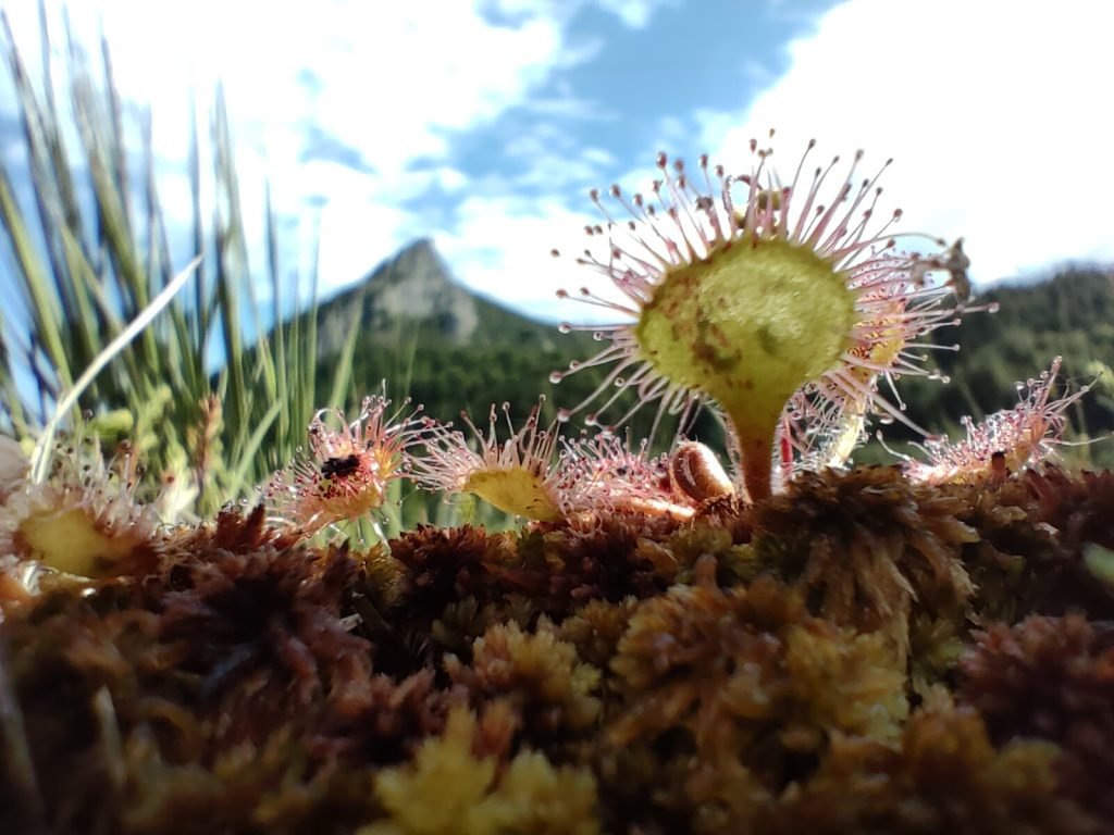 Roua cerului, spaima insectelor