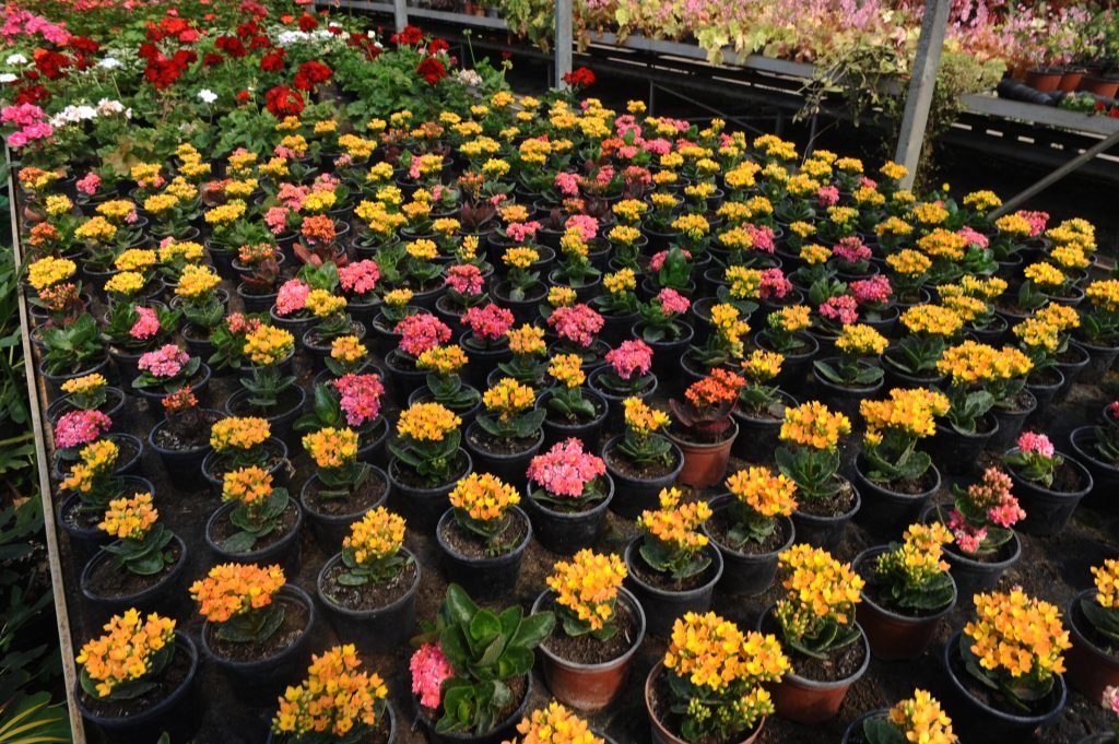 Tehnologia de cultură pentru cele 3 grupe de plante floricole