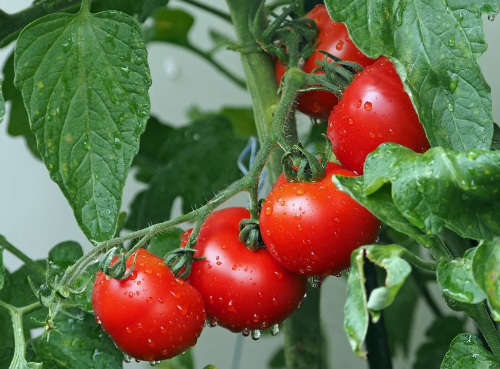 Graficul de udare a tomatelor