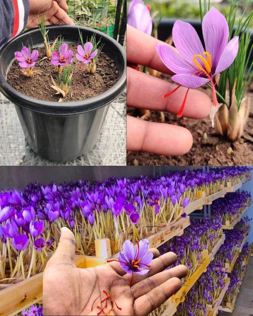Cultivarea Șofranului (Crocus sativus) in ghiveci: Ghid Complet și Detalii Tehnice