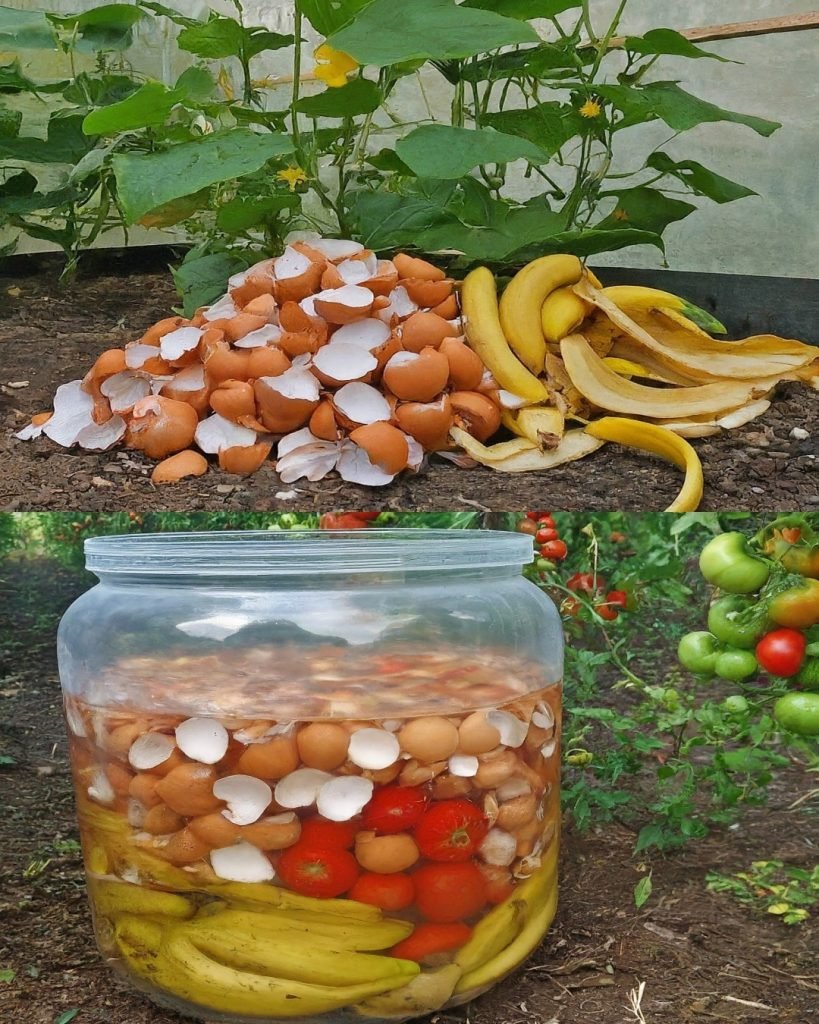 Transformă-ți Grădina: Fertilizant Puternic Gratuit cu Coji de Banane și Coji de Ouă