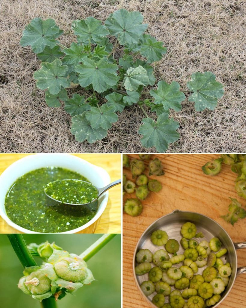 Nalba de Pădure: O Putere Nutrițională