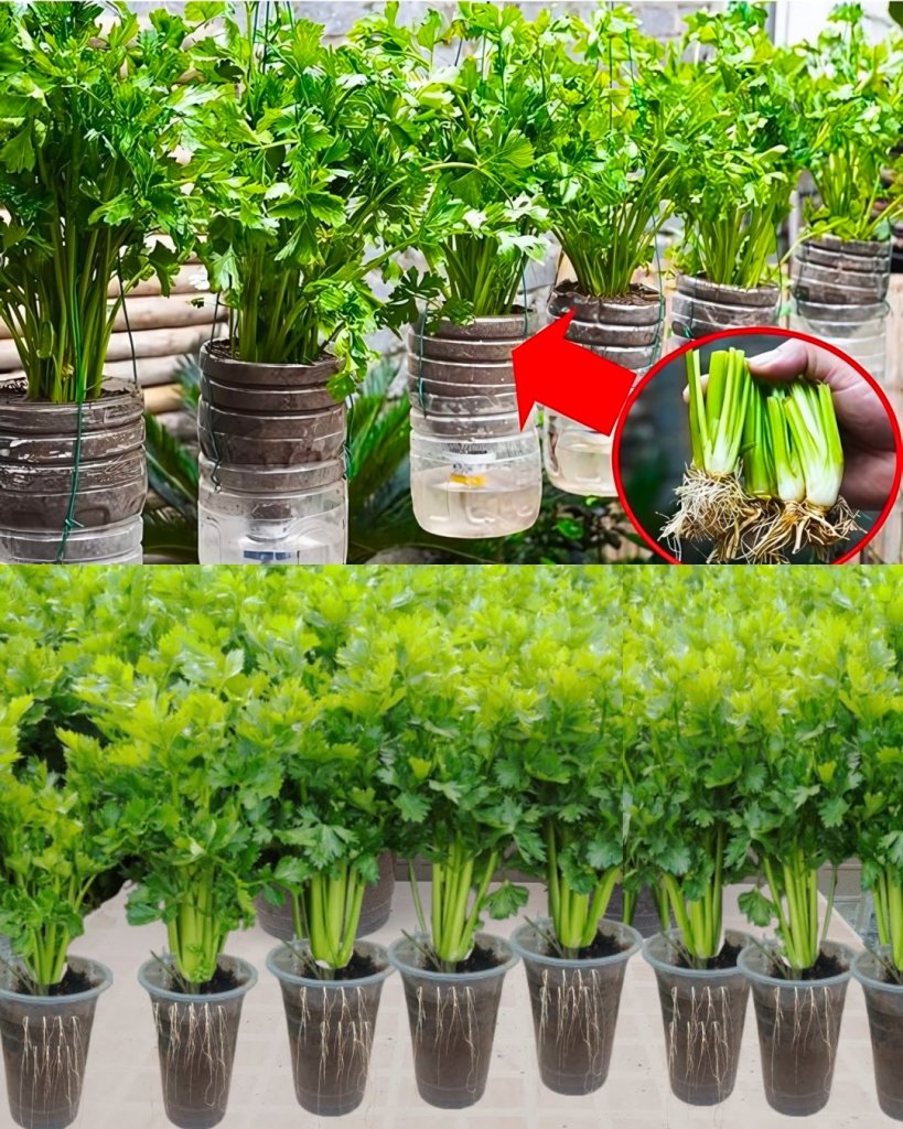 Nu ai nevoie de o grădină. Cum să Cultivi Țelină în Sticle de Plastic Rapid și Eficient