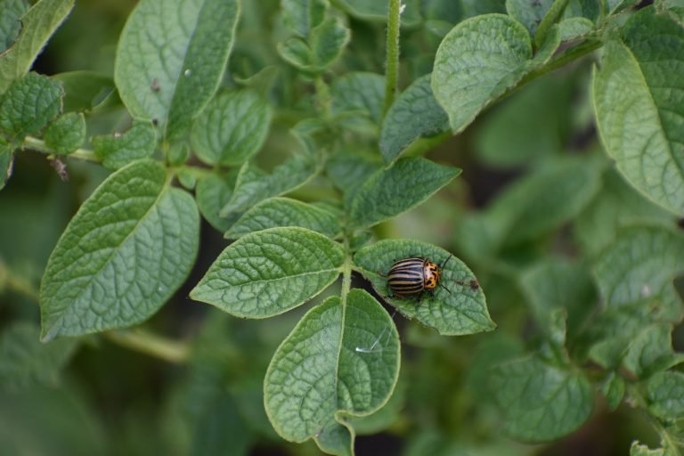 Combaterea gandacului de colorado