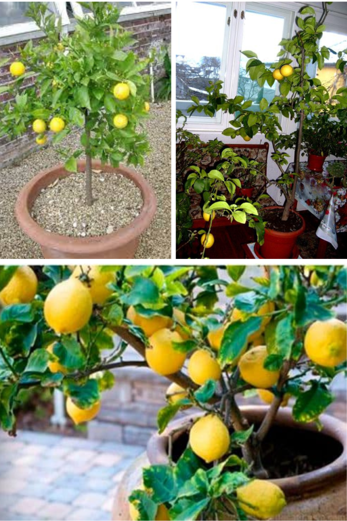 Cum să Crești un Lămâi în Ghiveci pe Balcon: Ghid Complet de la Plantare la Recoltă