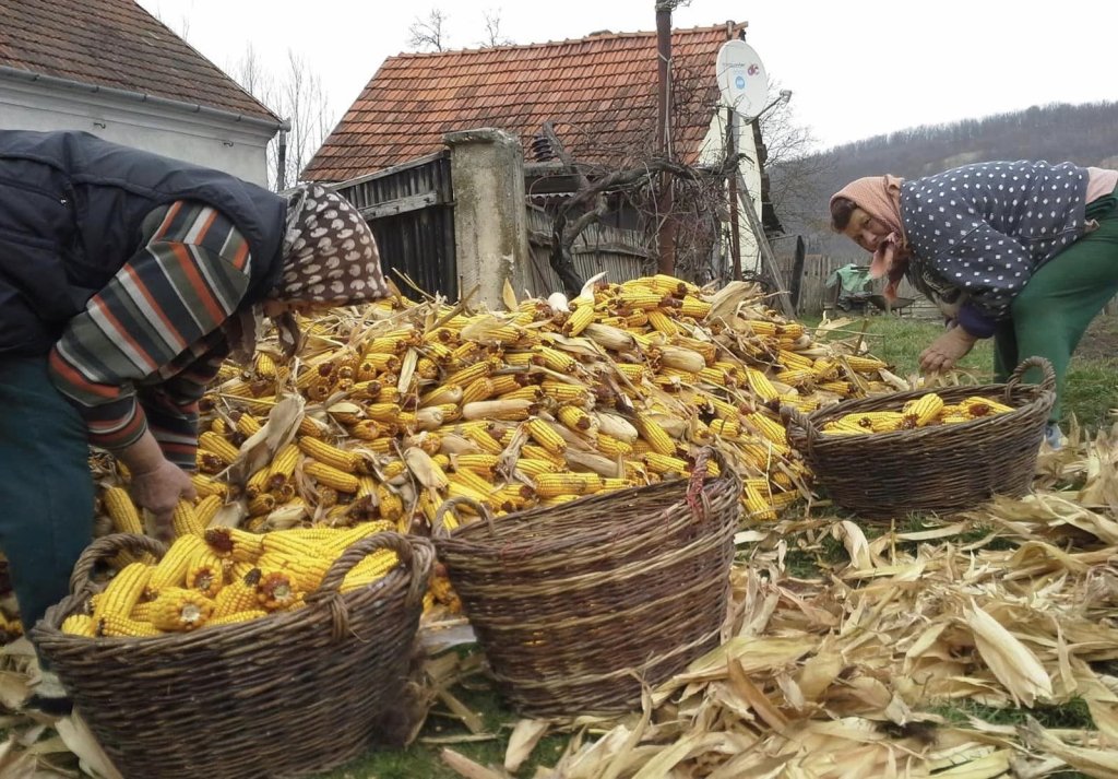 Muncile de toamnă la țară: Tradiția culesului porumbului și solidaritatea comunității rurale