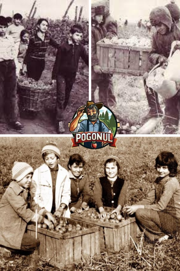 practica agricolă în perioada comunistă din România