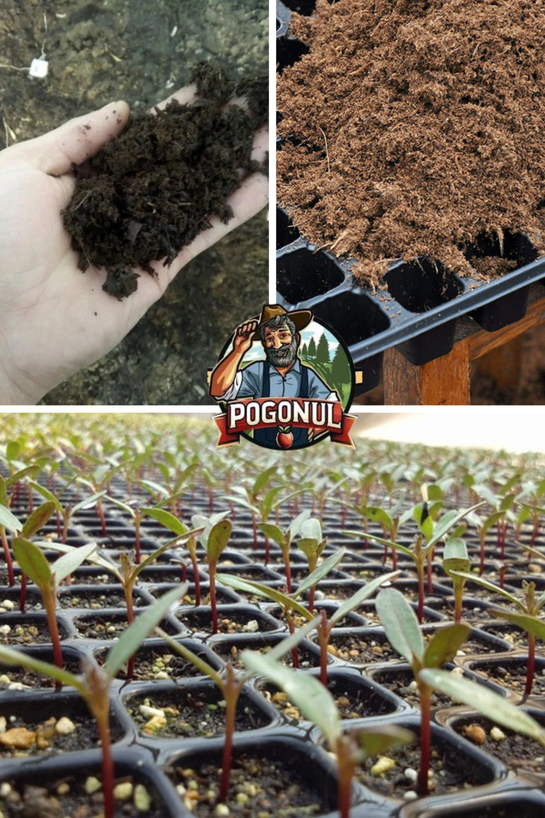 Producerea rasadurilor de legume. Amestecuri de pământ folosite la producerea răsadului