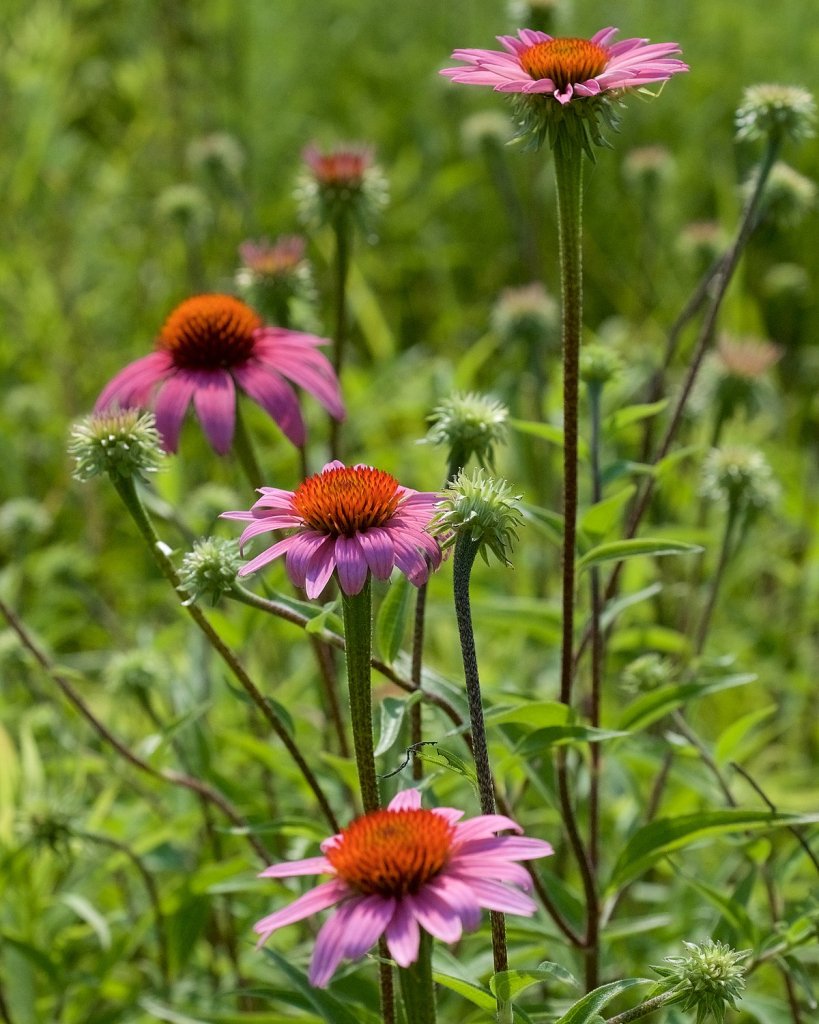 Tehnologia ecologică de cultivare a plantei de echinacea