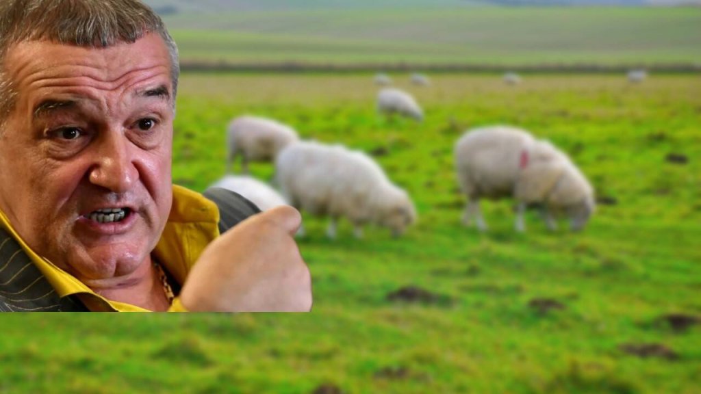 Gigi Becali desfiinteaza pesta oilor: ”Să vină de la ANSVSA să taie o oaie bolnavă și să-mi dea să mănânc, eu o mănânc în fața lor!”