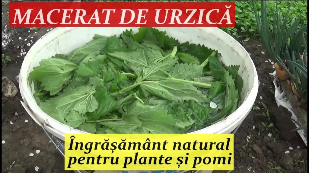 Zeama de urzici mi-a ferit legumele de mană: Cum să protejezi natural grădina ta