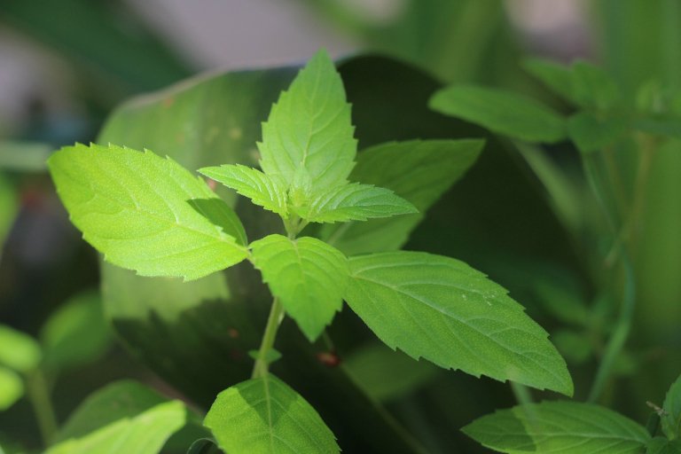 Ghid complet pentru cultivarea mentei: Asolament, fertilizare și recoltare