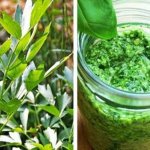 Pasta de leuștean cu lămâie: Deliciul verde care Îmbină sănătatea cu aroma