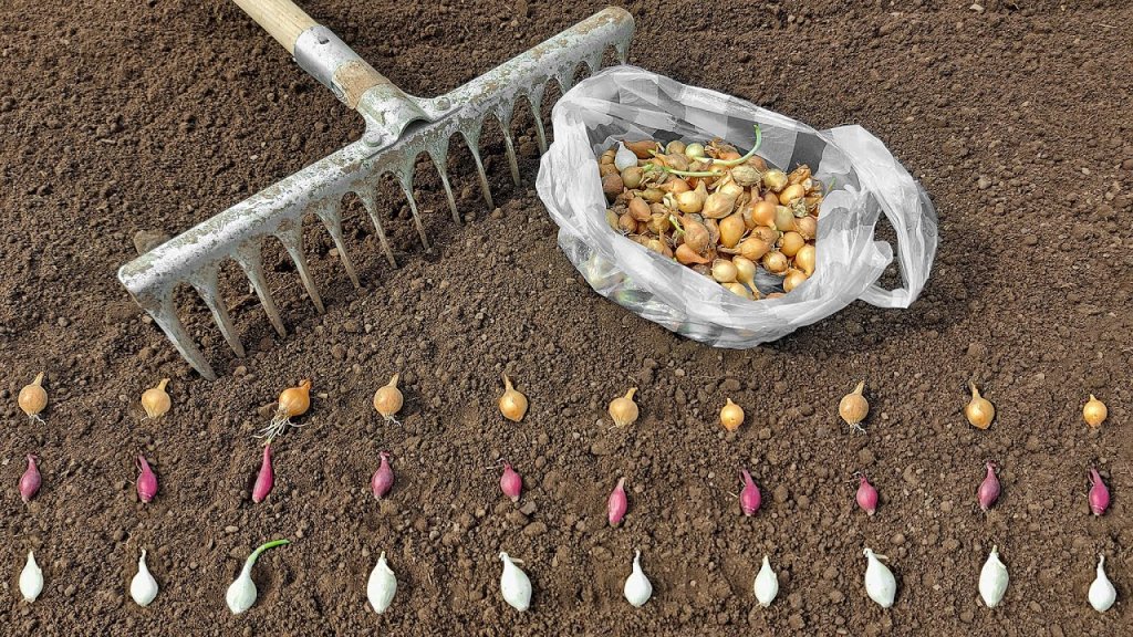 Plantarea arpagicului şi a bulbilor de usturoi