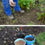 îngrășăminte naturale pe care să le pui acum în grădină