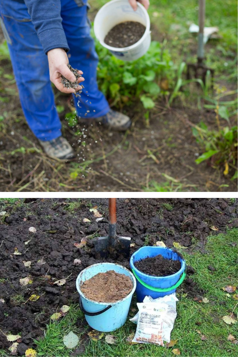 îngrășăminte naturale pe care să le pui acum în grădină