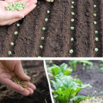 Ce legume poți planta toamna ca să le culegi devreme în primăvară