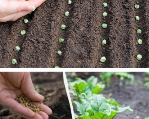 Ce legume poți planta toamna ca să le culegi devreme în primăvară
