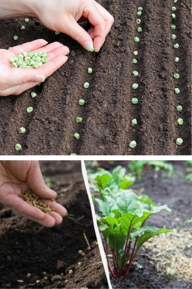 Ce legume poți planta toamna ca să le culegi devreme în primăvară