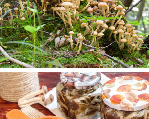 Cum să găsești hribi în pădure