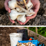 Metoda siberiană de plantat usturoi toamna