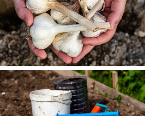 Metoda siberiană de plantat usturoi toamna