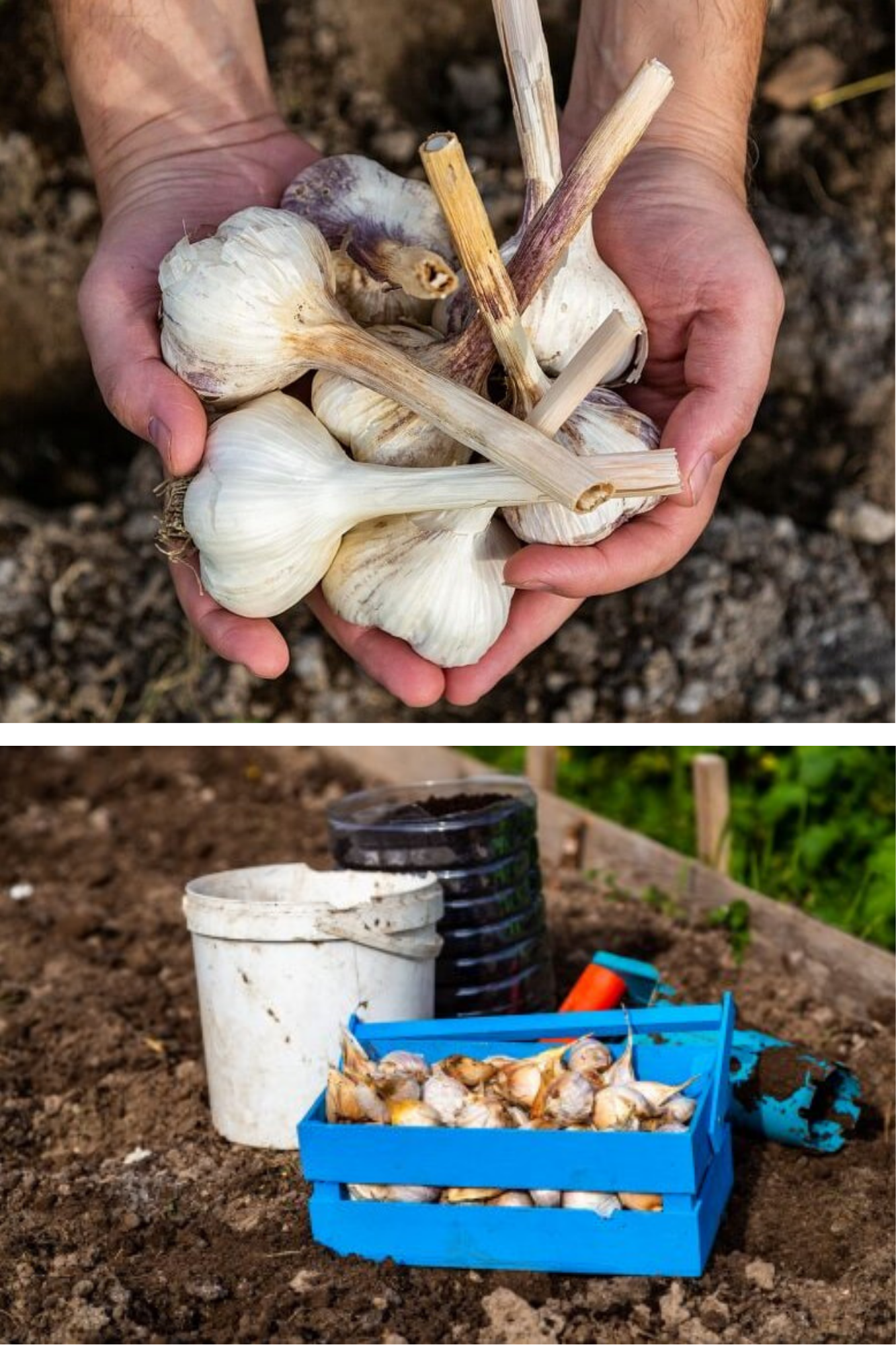 Metoda siberiană de plantat usturoi toamna