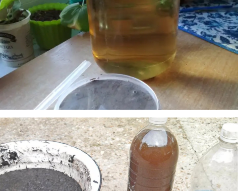 Detergent lichid natural din frunze de nuc și cenușă – rețetă tradițională