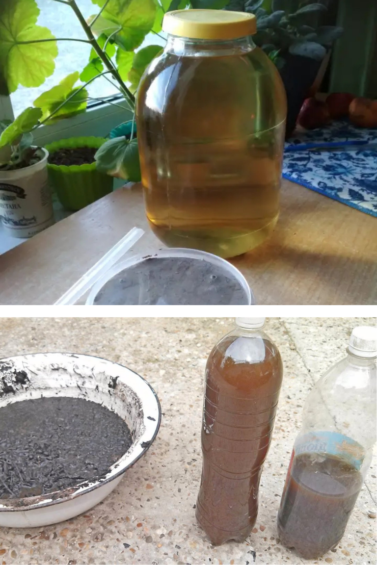 Detergent lichid natural din frunze de nuc și cenușă – rețetă tradițională