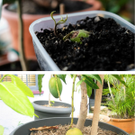 Cum plantezi sâmburele de mango