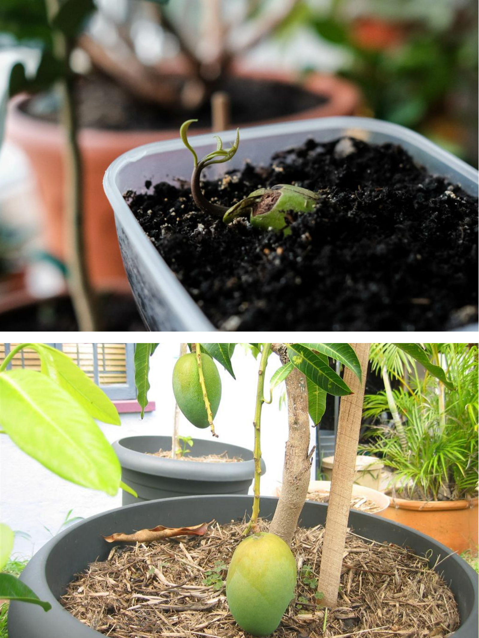 Cum plantezi sâmburele de mango