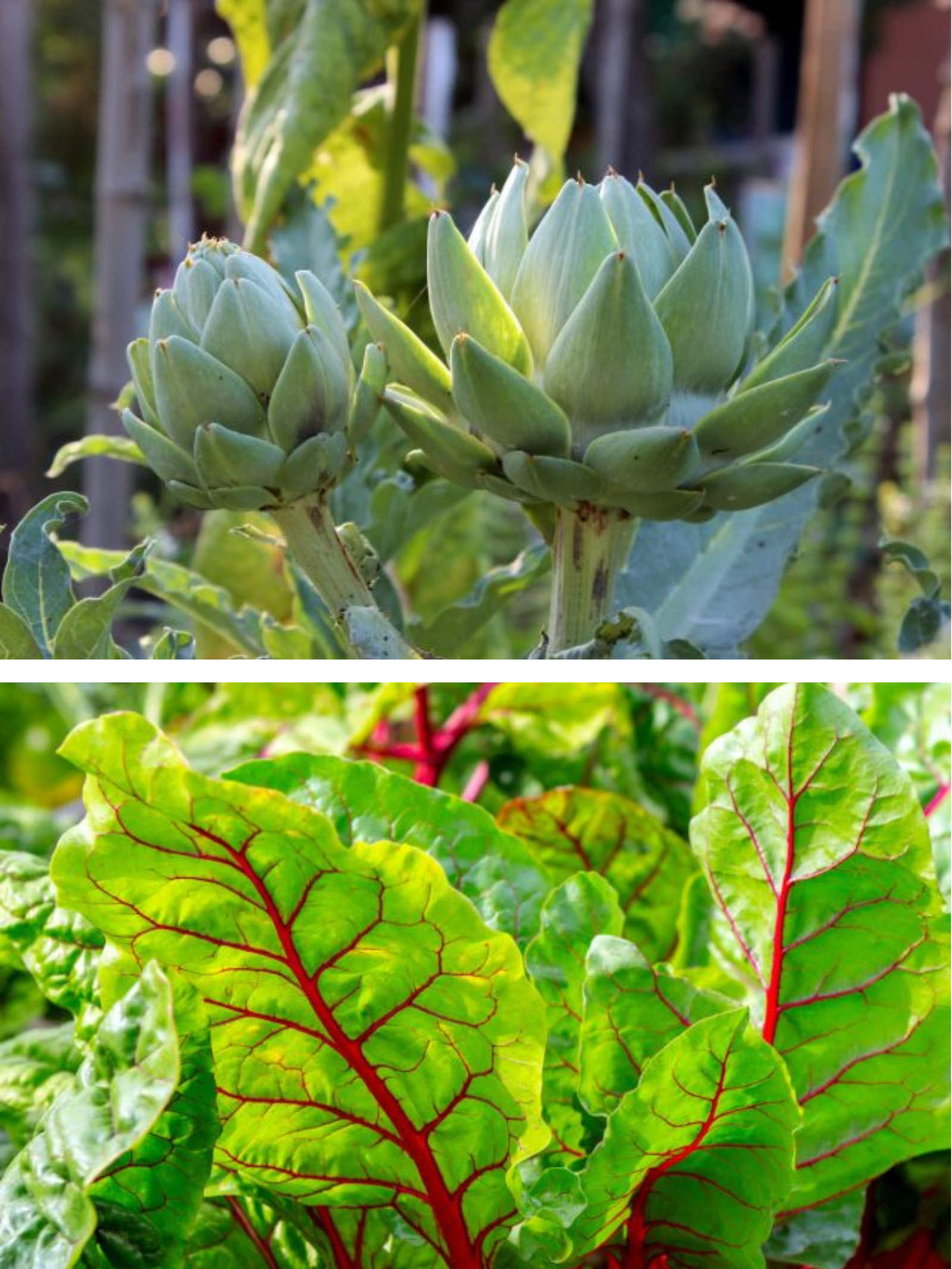 10 plante pe care nu le mai plantez
