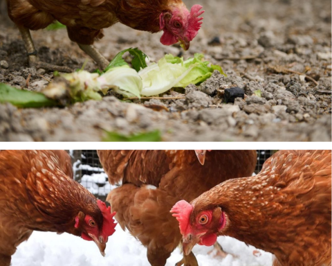 Scoate imediat aceste 5 alimente de toamna din hrana gainilor