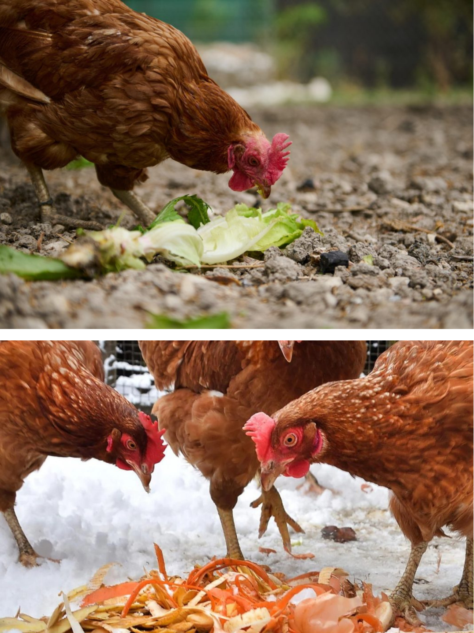 Scoate imediat aceste 5 alimente de toamna din hrana gainilor