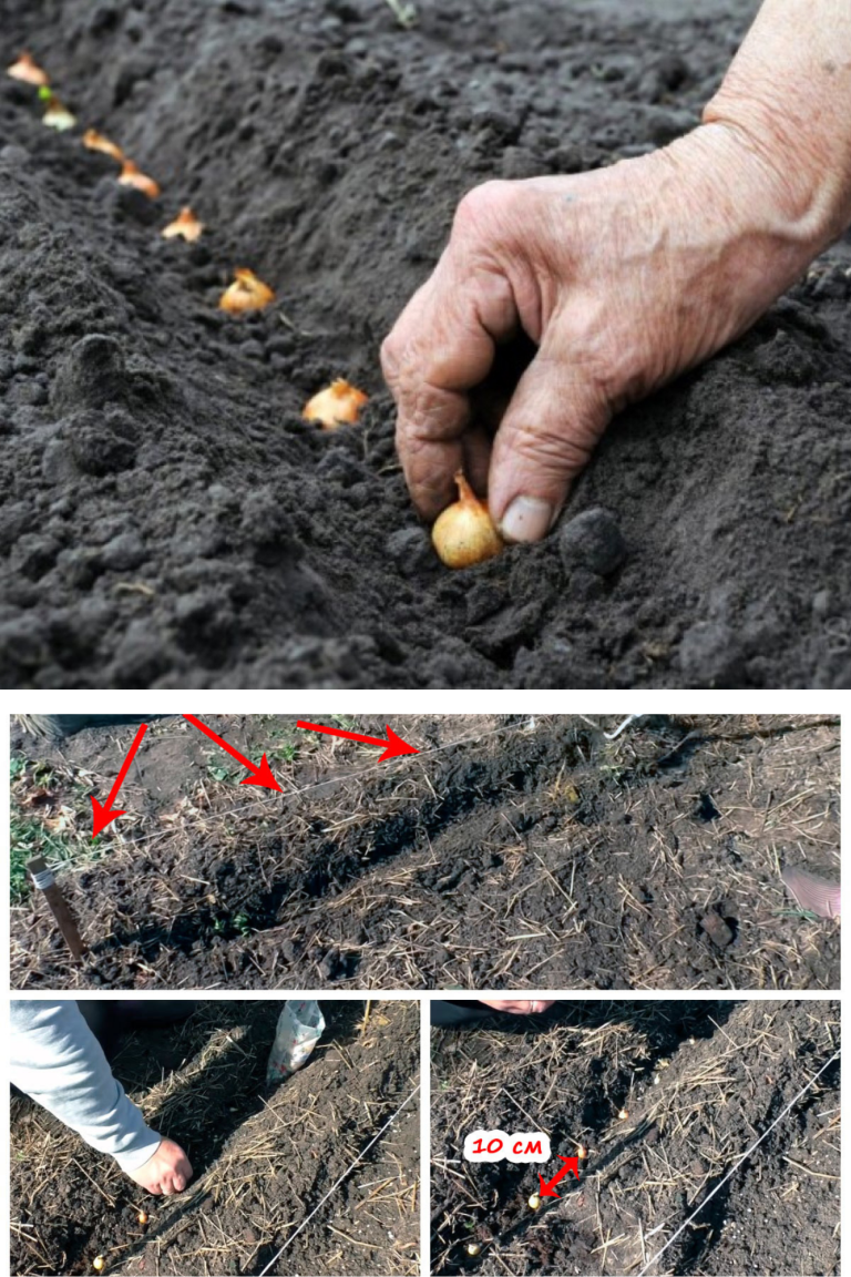 Merită sau nu să pui ceapă toamna