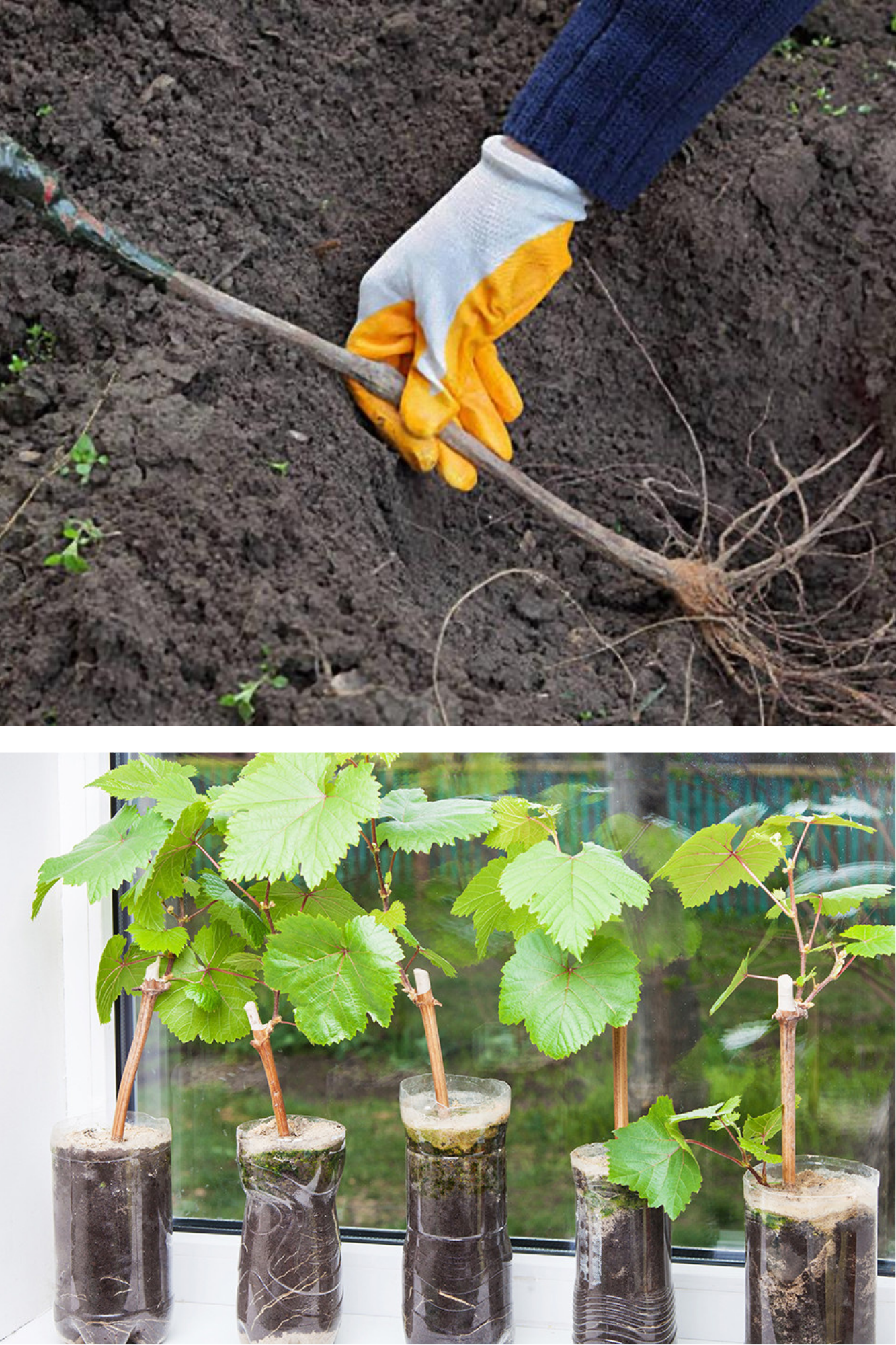 Plantarea viței de vie toamna