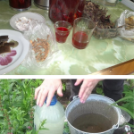 Insecticide ecologice eficiente – rețete simple din gospodărie care țin dăunătorii la distanță fără să afecteze solul și plantele