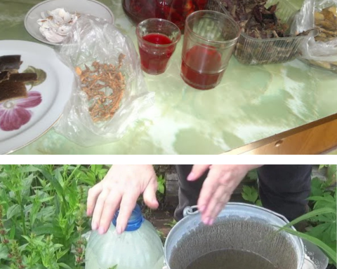 Insecticide ecologice eficiente – rețete simple din gospodărie care țin dăunătorii la distanță fără să afecteze solul și plantele