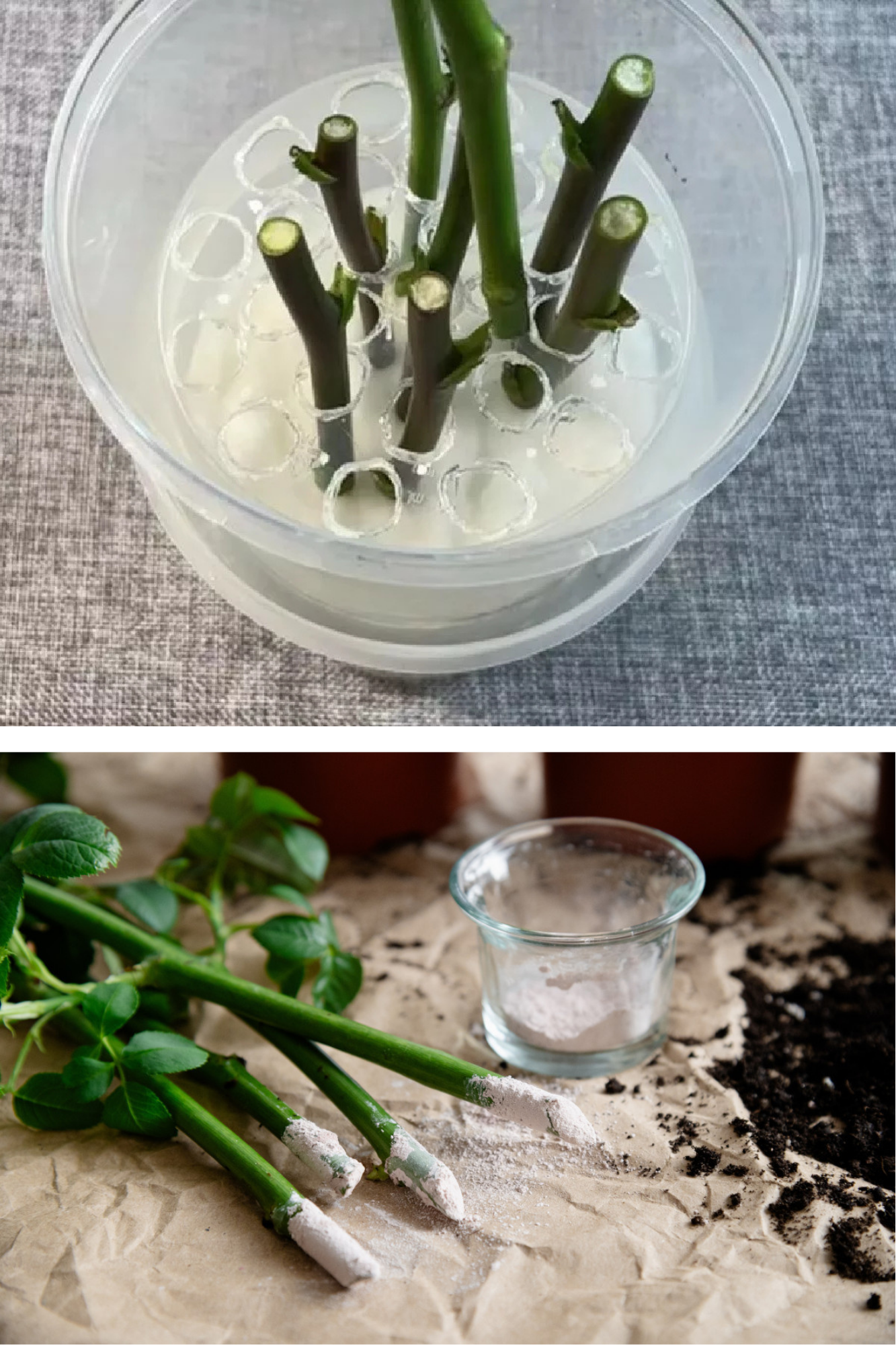 orice plantă va da rădăcini în două zile