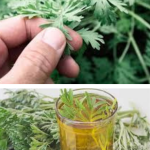 Pelinul este una dintre cele mai vechi plante medicinale